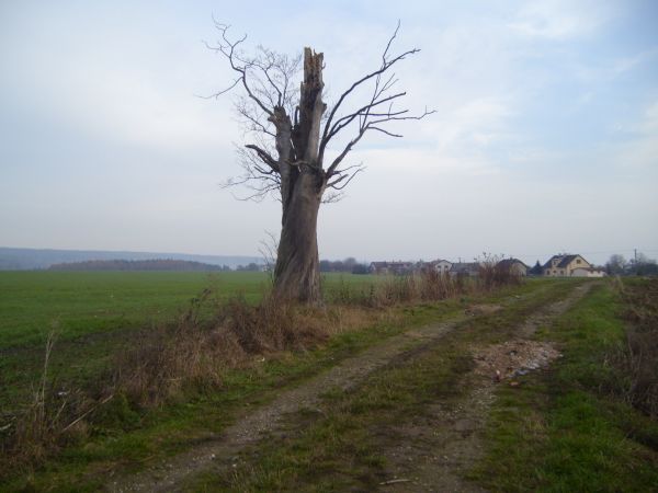 S7006214