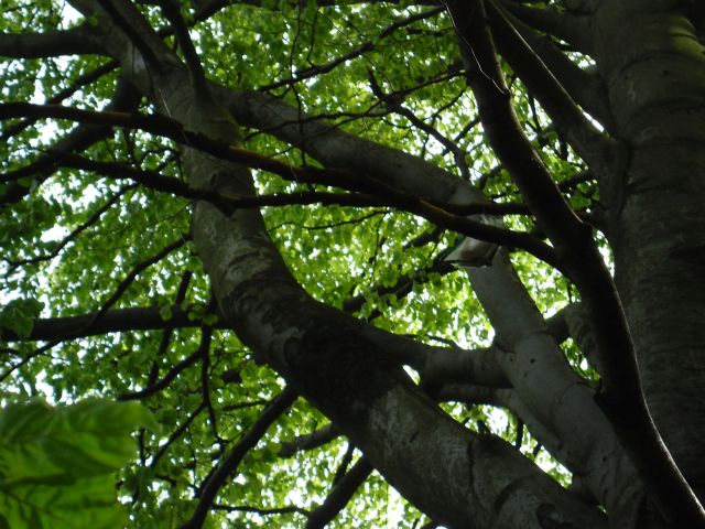 SAM_0847